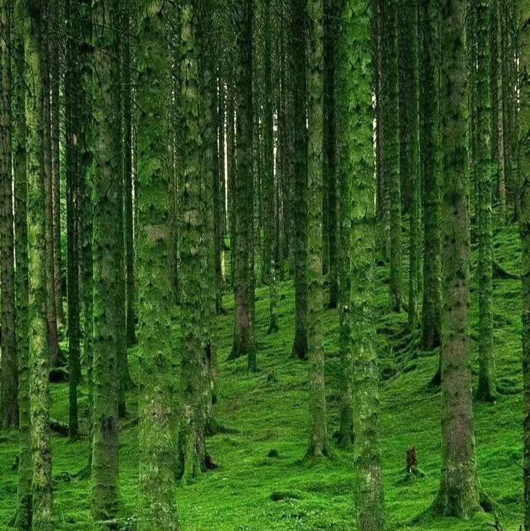 Fengshui Sound Bath -- Pure Nature Energy in a Song